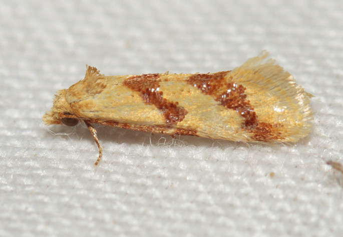 bella falena  � Gelechiidae ?